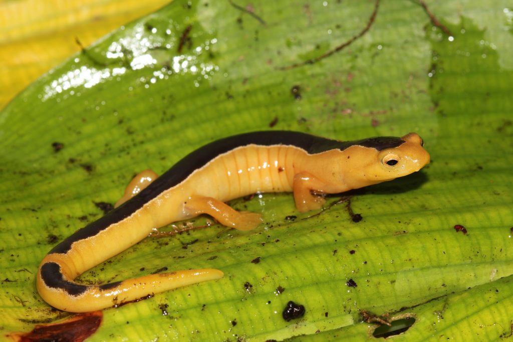 The recently rediscovered Jackson’s Climbing Salamander. (Photo by Carlos Vásquez Almazán)