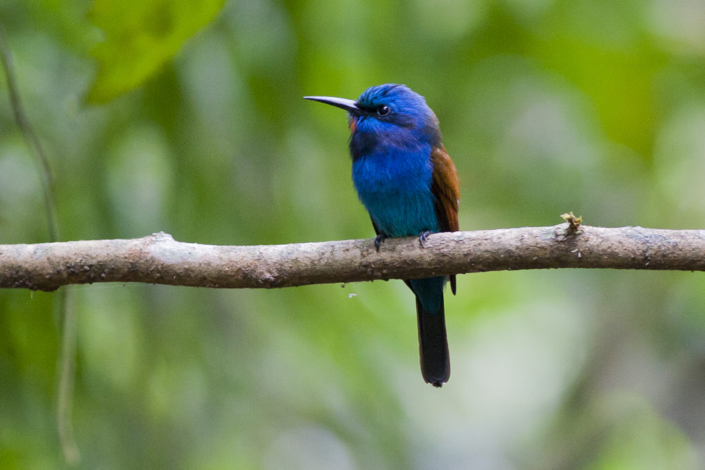 At least 230 species of birds call Atewa Forest home, including the Blue-moustached Bee-eater. (Photo by David Monticelli)