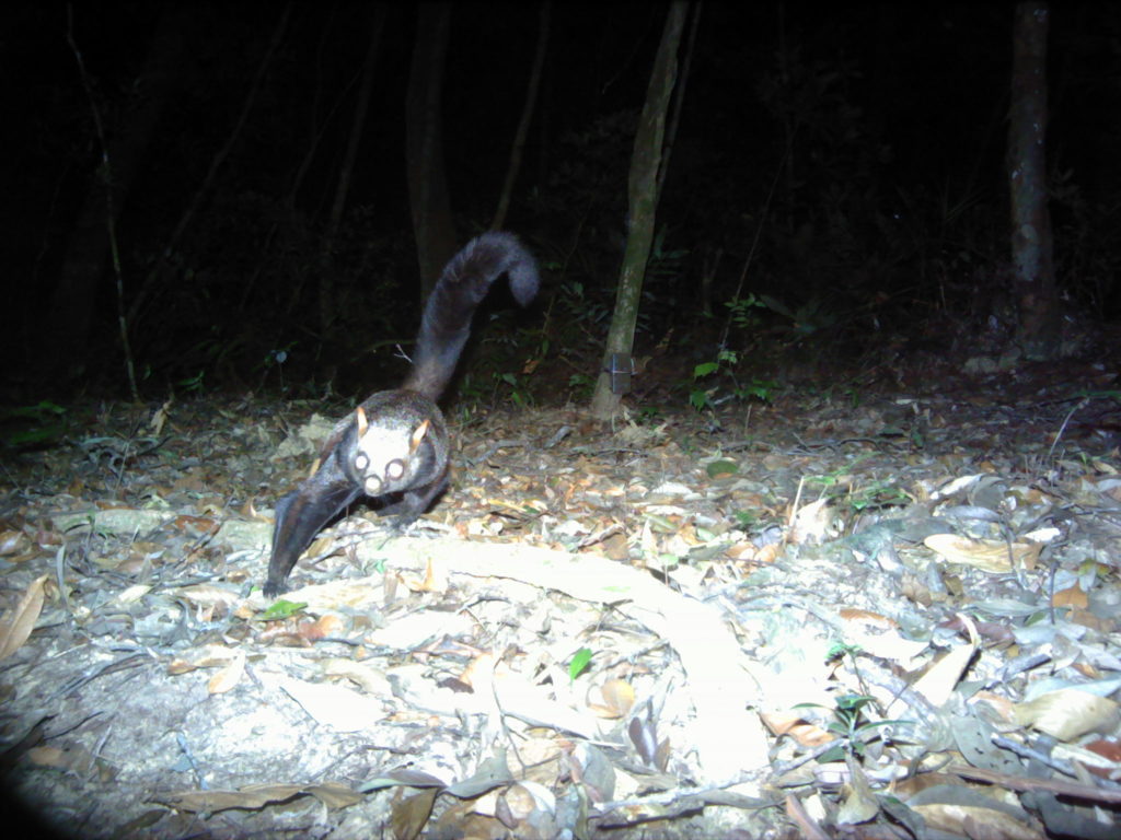 A flying squirrel caught on camera trap in Vietnam’s Pu Mat National Park. (Photo by Leibniz-IZW/Save Vietnam’s Wildlife/Pu Mat National Park, taken by Panthera® camera trap)
