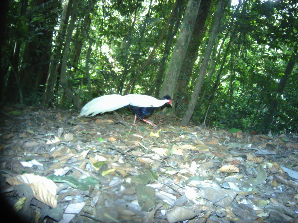 The Silver-pheasant is a species of least concern, found in Pu Mat National Park. (Photo by Leibniz-IZW/Save Vietnam’s Wildlife/Pu Mat National Park, taken by Panthera® camera trap)
