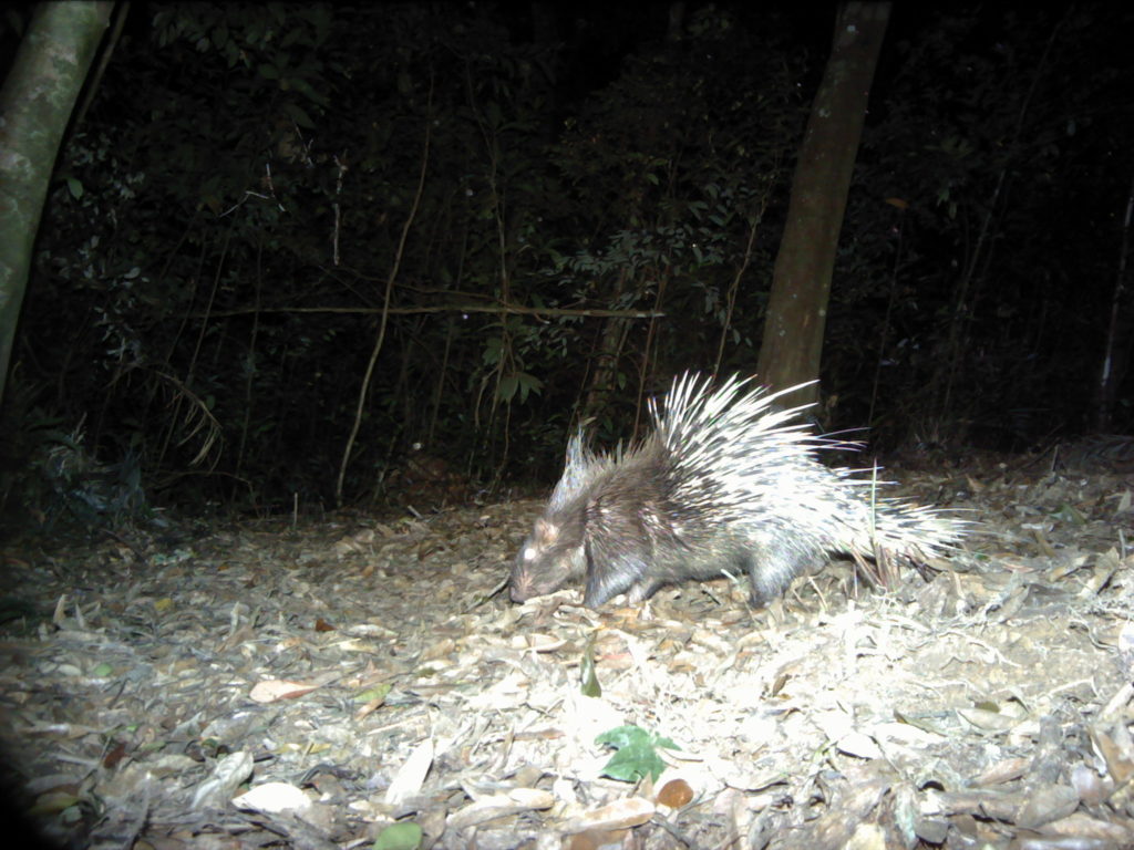(Photo by Leibniz-IZW/Save Vietnam’s Wildlife/Pu Mat National Park, taken by Panthera® camera trap)