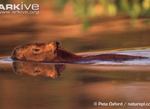Capybara-swimming