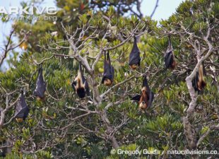 Colony of Greater Mascarene Flying Fox roosting. Photo by Gregory Guida