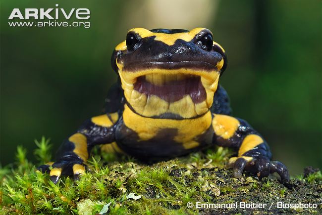 Common Fire Salamander