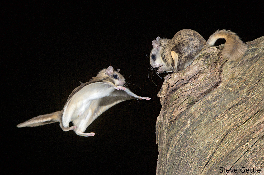 Southern Flying Squirrel. (Photo by Steve Gettle)