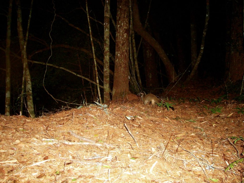 Masked Palm Civet.
