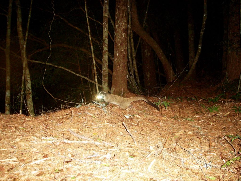 Masked Palm Civet.