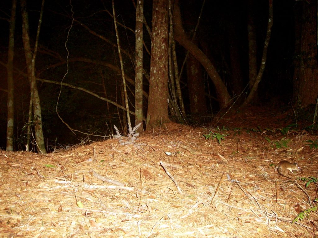 Unidentified rodent species (Rodentia).
