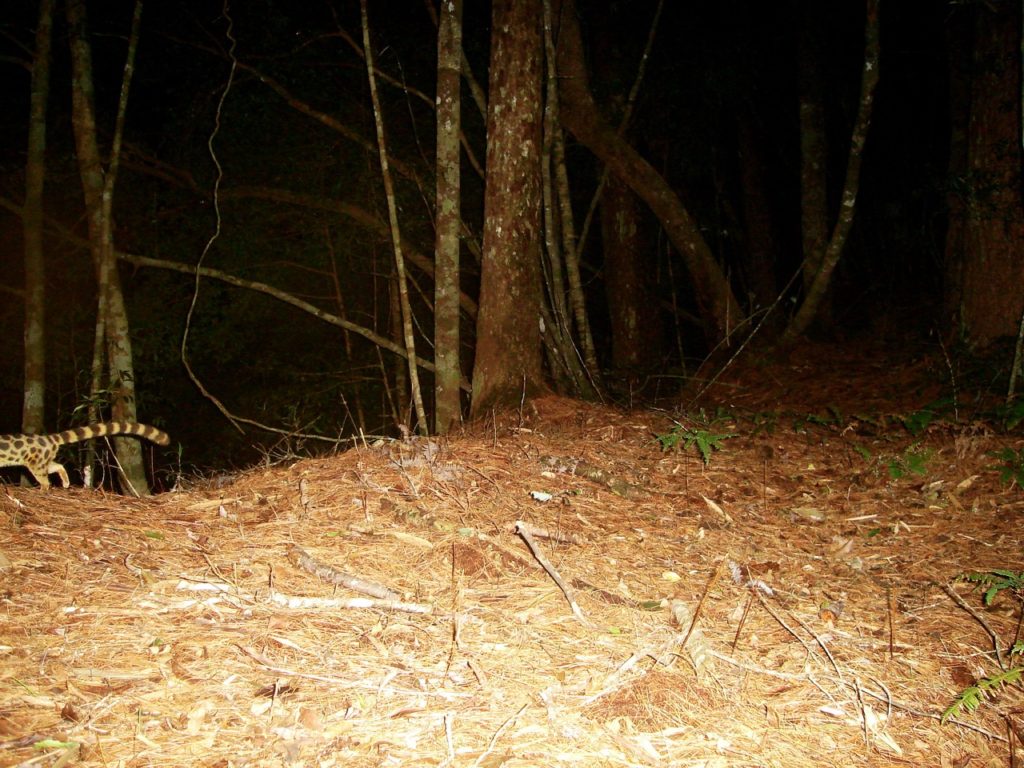 Spotted Linsang. This small carnivore is common but is rarely camera trapped, perhaps because it is so arboreal. This individual almost slipped out of frame.