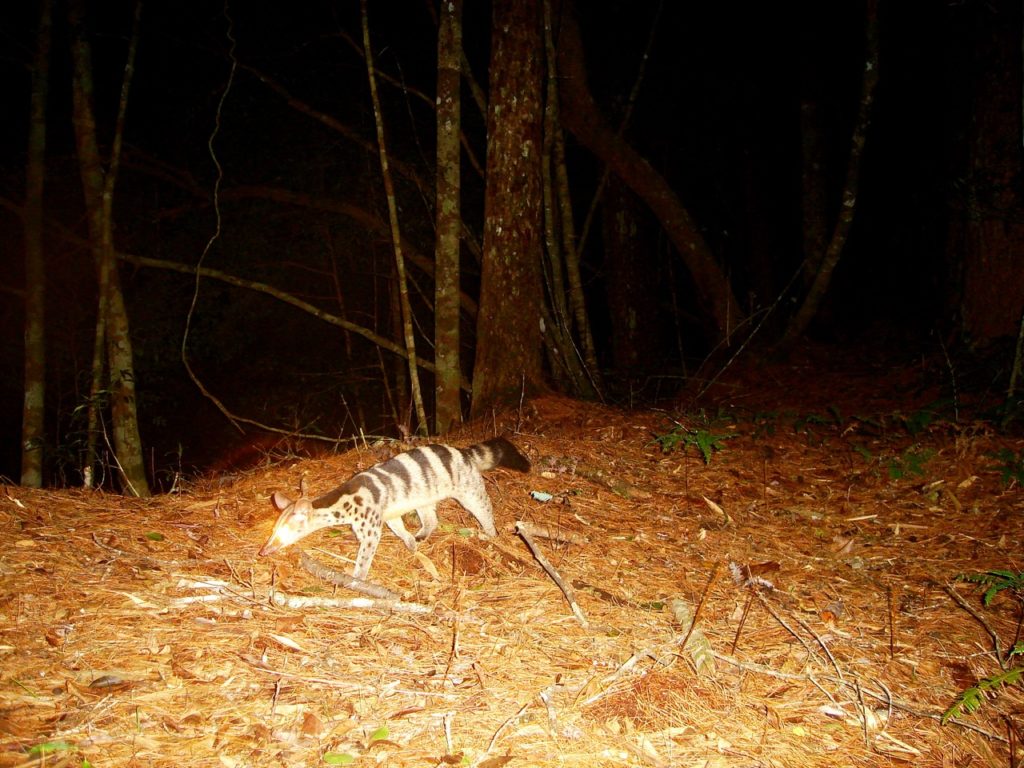 Owston’s Civet. This species was recently listed as Endangered under the IUCN Red List and is becoming increasingly rare.
