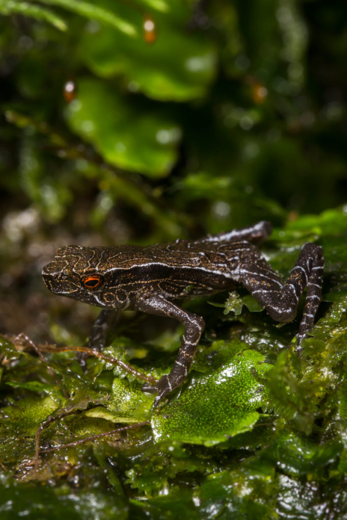 The Tandayapa Andes Toad had been lost to science since 1970. (Photo by Ross Maynard, The Biodiversity Group)