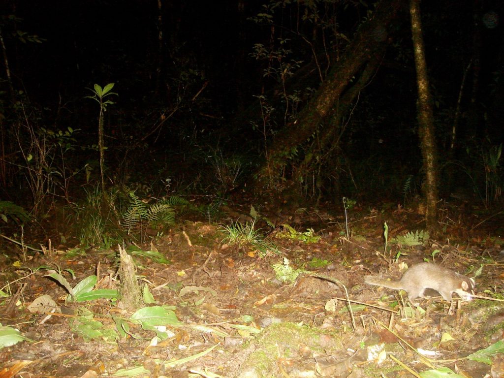 One of two species of ferret badger in the Annamites.