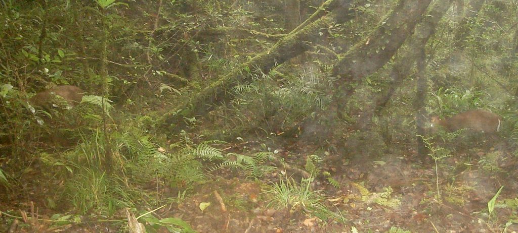 Cropped photo showing male and female Annamite Dark Muntjac pair.