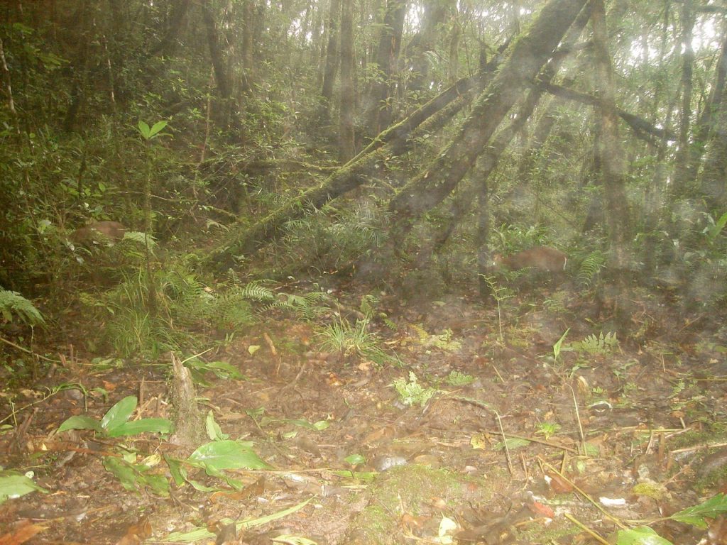 Pair of Annamite Dark Muntjac walks through the background.