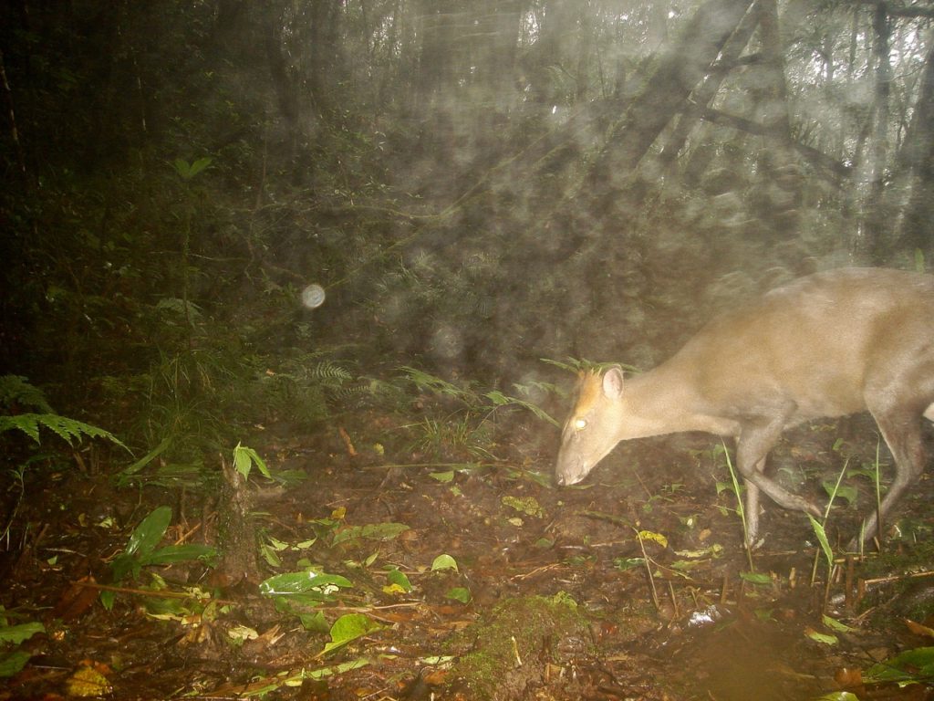 Annamite Dark Muntjac close-up. Note the orange crown and small antlers that is typical of this group.