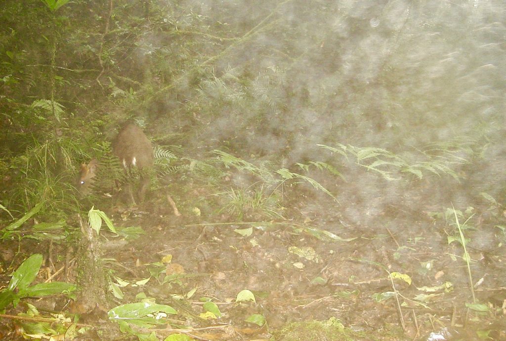 Another Annamite Dark Muntjac.