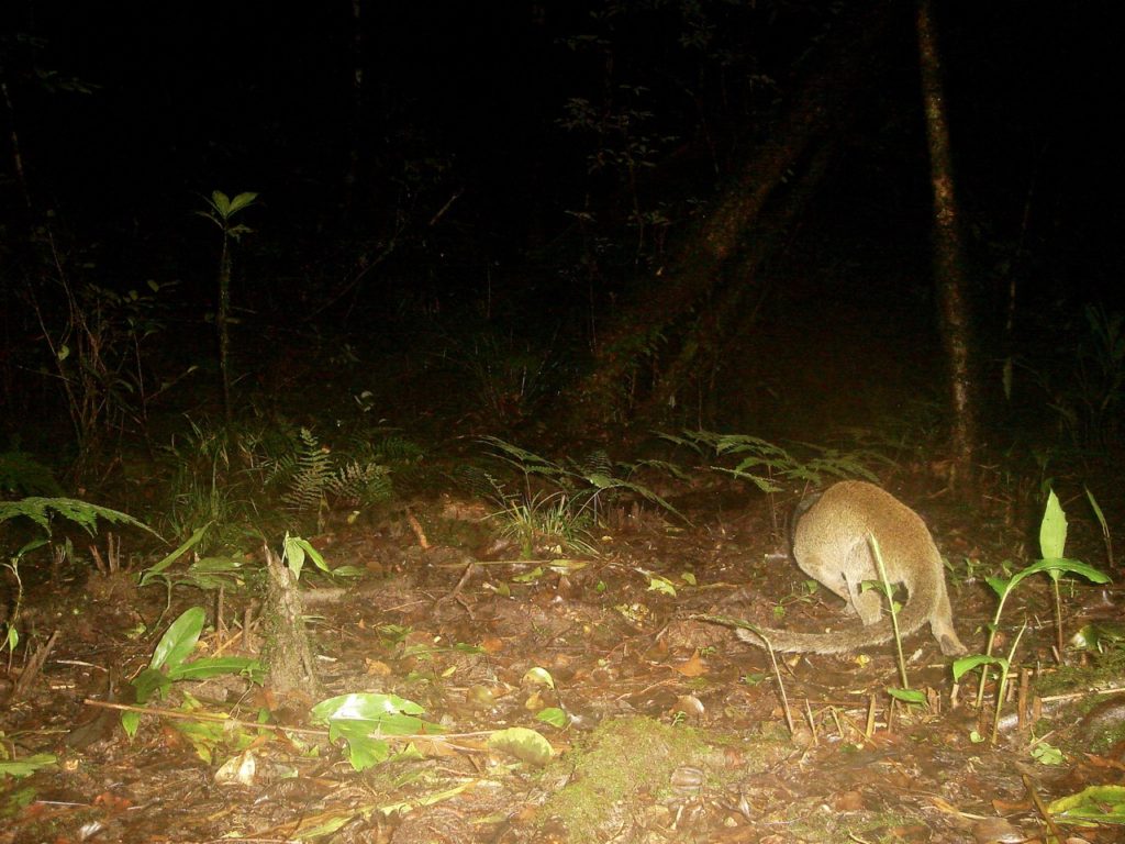 Masked Palm Civet.