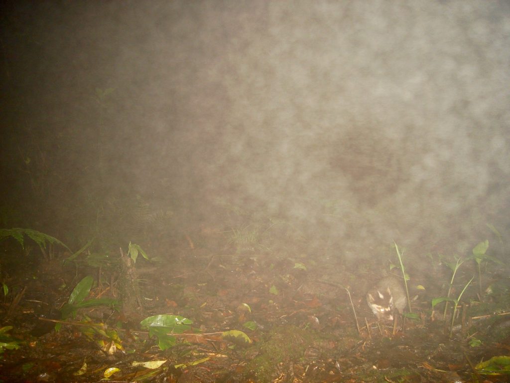 One of two species of ferret badger in the Annamites.