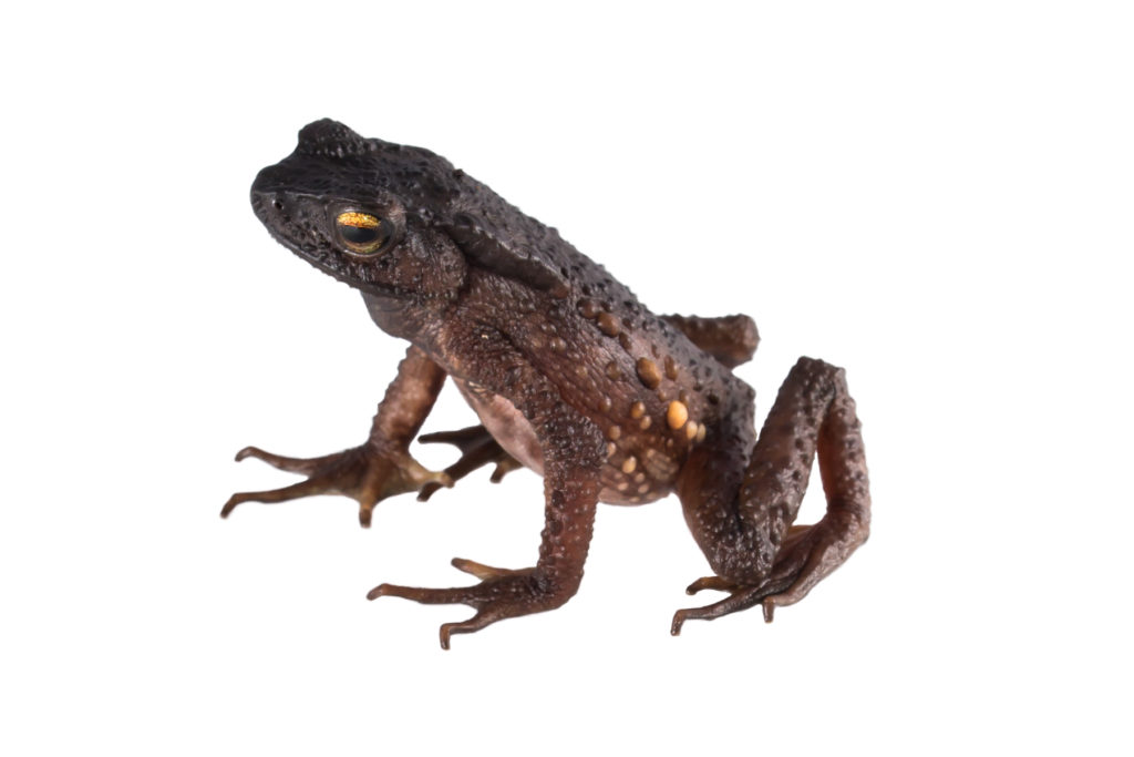 Based on a recent reassessment, the toad’s IUCN Red List status will likely be changed from Data Deficient to Critically Endangered. (Photo by Ross Maynard, The Biodiversity Group)