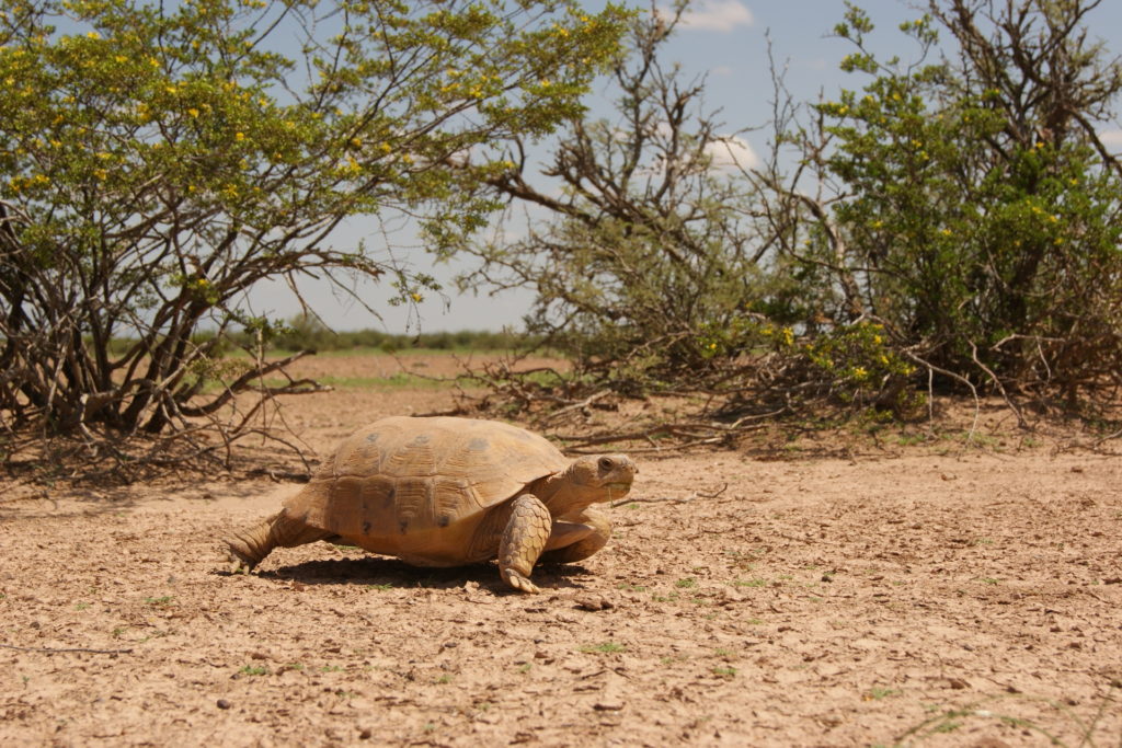 Bolson Tortoise. Photo courtesy Rosalinda Palomo-Ramos.