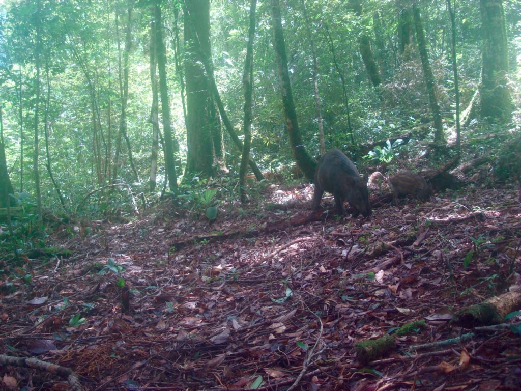 Wild Pig family.