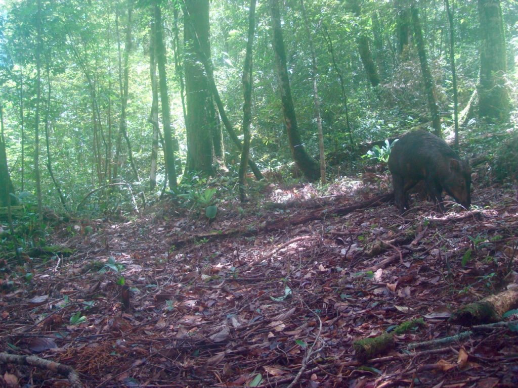 Wild Pig family.