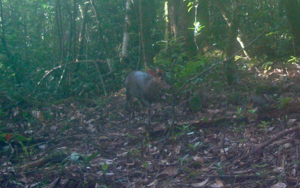 Cropped photo showing the Annamite Dark Muntjac’s distinctive orange crown.