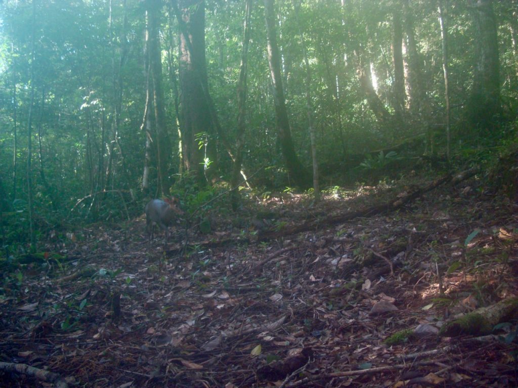 Annamite Dark Muntjac.