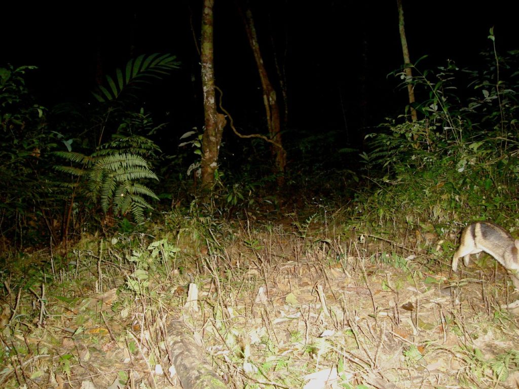 Annamite Striped Rabbit caught in mid-hop on a camera trap set deep in the forests of Laos. (Courtesy of Andrew Tilker)