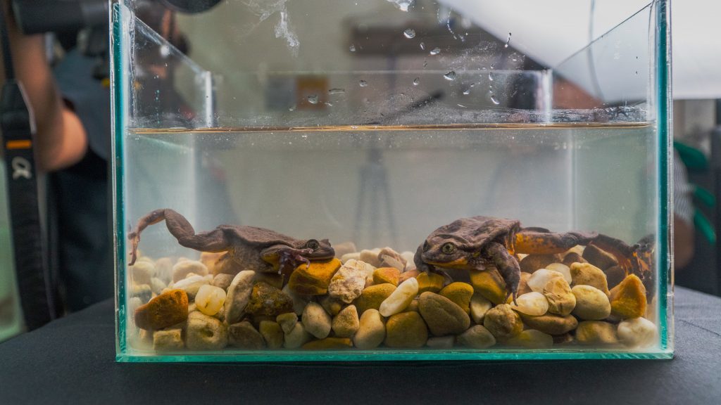 Romeo and Juliet met on neutral ground–in an aquarium new to them both. Romeo is on the right, Juliet on the left. (Photo by Global Wildlife Conservation)