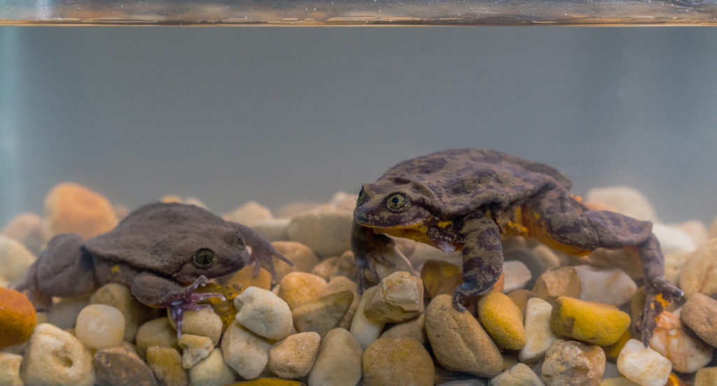 Romeo and Juliet, Sehuencas Water Frogs from Boliva