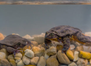 Romeo and Juliet, Sehuencas Water Frogs from Boliva