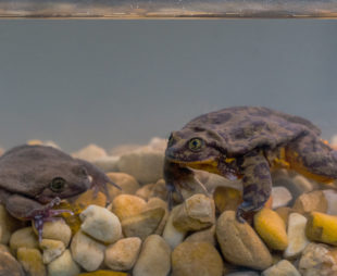 Romeo and Juliet, Sehuencas Water Frogs from Boliva