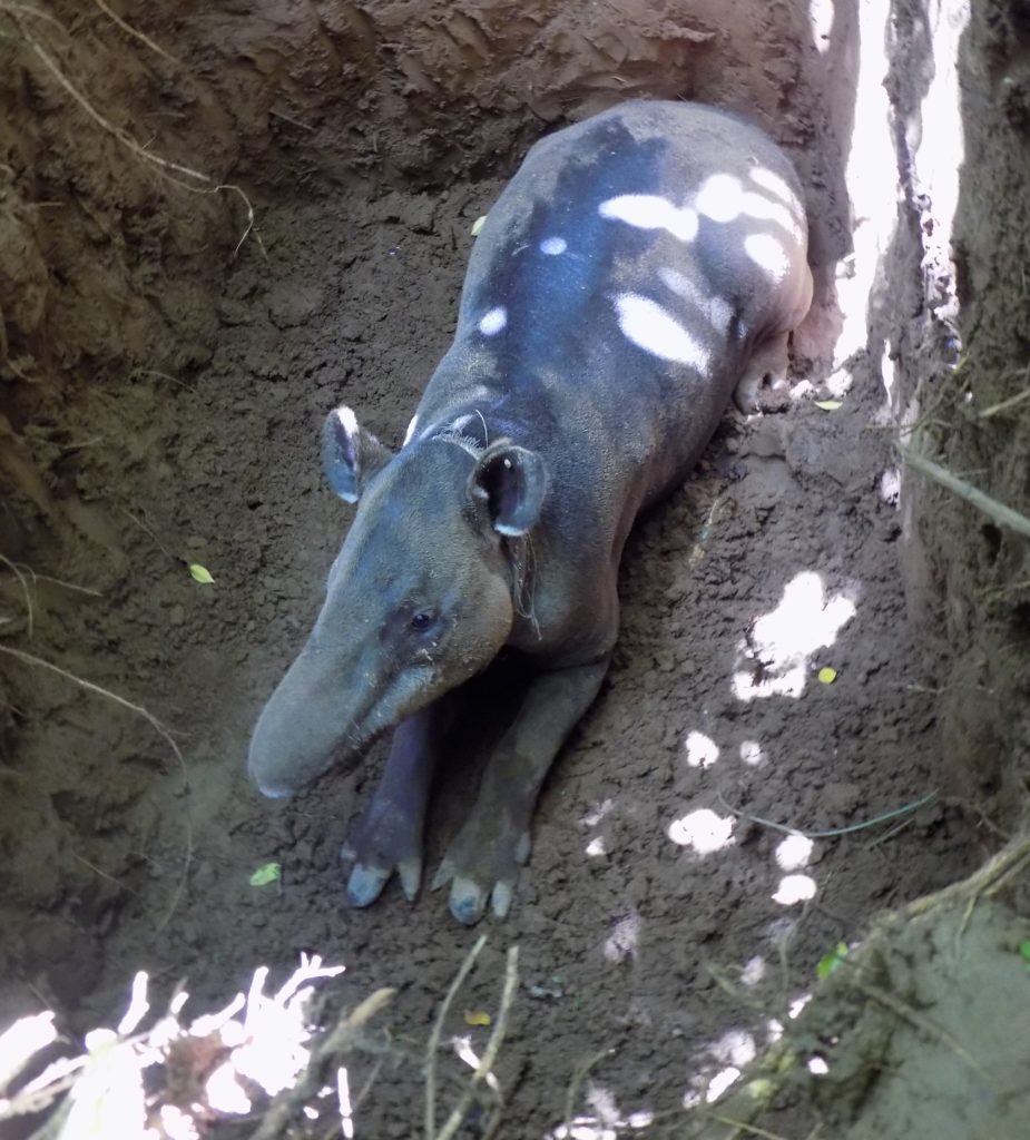 Almuk the Baird’s Tapir was recaptured in March and his collar is providing unique data showing how Hurricane Otto has impacted his movements through Indio Maíz Biological Reserve. (Photo courtesy of Nicaragua Tapir Project)