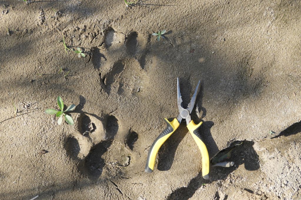 Jaguar prints at Baritú National Park, home to Argentina’s largest Jaguar population. (Photo by Martín Boullhesen)