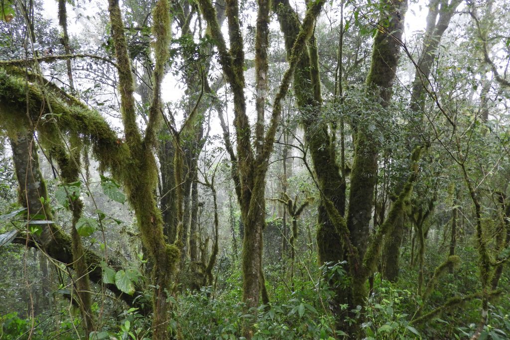 Baritú Marsupial Frog habitat in Baritú National Park. (Photo by Martín Boullhesen)