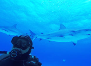 Global Wildlife Conservation Shark Week Stories