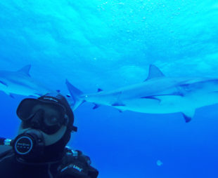 Global Wildlife Conservation Shark Week Stories