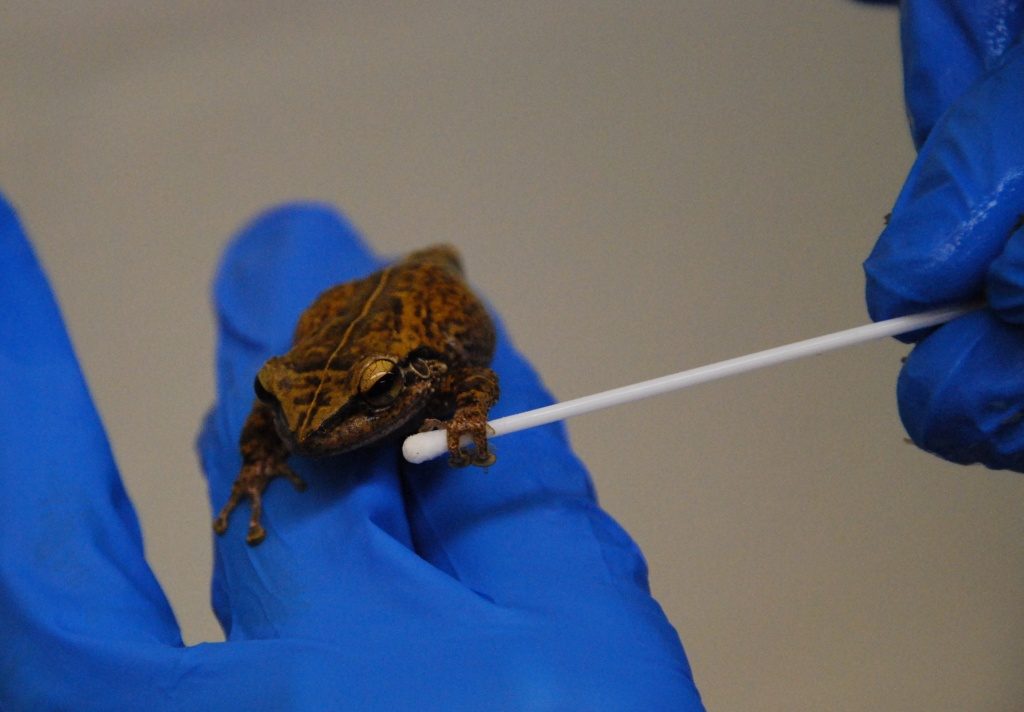 Penny swabs a Coqui Frog for the deadly pathogen chytrid as part of her Ph.D. research. (Photo courtesy of Penny Langhammer)
