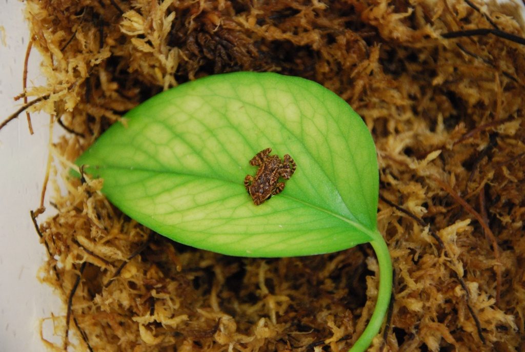 A Coqui Frog froglet. (Photo by Penny Langhammer)