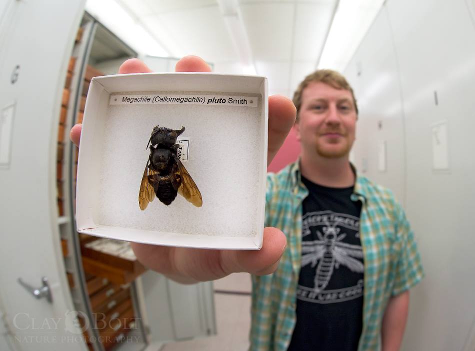 Wallace’s Giant Bee specimen
