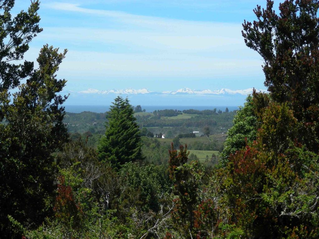 The Guigna’s habitat is becoming increasingly fragmented. (Photo by Constanza Napolitano)