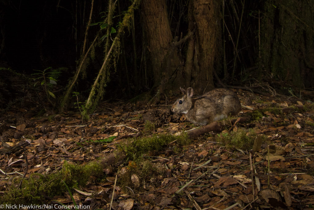 Dice’s Cottontail is found nowhere else in the world. (Photo by Nick Hawkins/Nai Conservation)