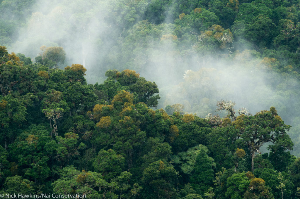 The Talamanca region contains one of Mesoamerica’s five biggest forests. (Photo by Nick Hawkins/Nai Conservation)