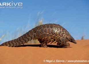 Ground-pangolin-walking