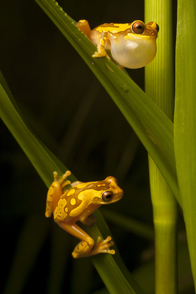 A male hourglass frog, Dendropsophus ebraccatus, calls to a female on a blade of grass below on the Osa Peninsula of Costa Rica. (Photo by Robin Moore)