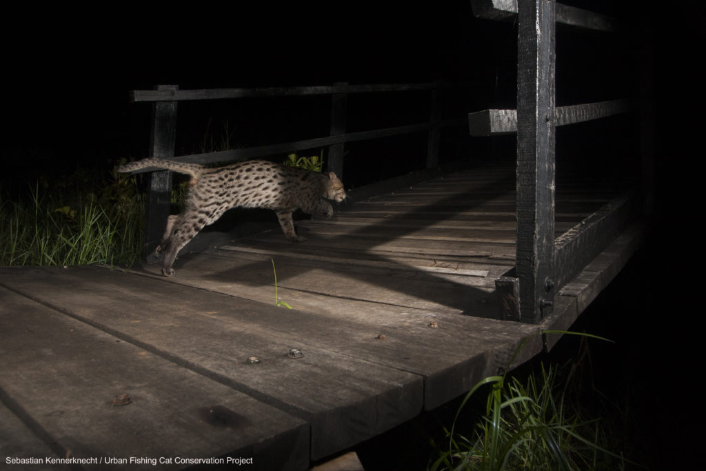 Ratnayaka has tracked Mizuchi the urban Fishing Cat since 2015.