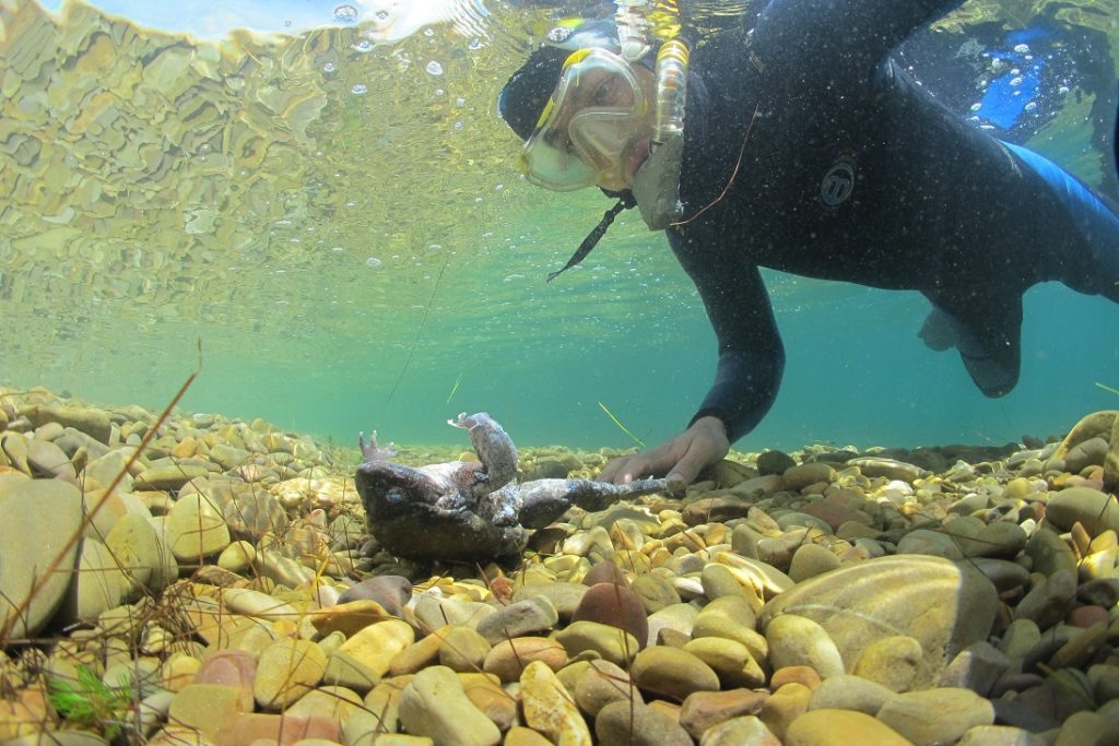 Arturo discovers a dead Titicaca Water Frog while monitoring Lake Titicaca. (Photo by Arturo Muñoz)