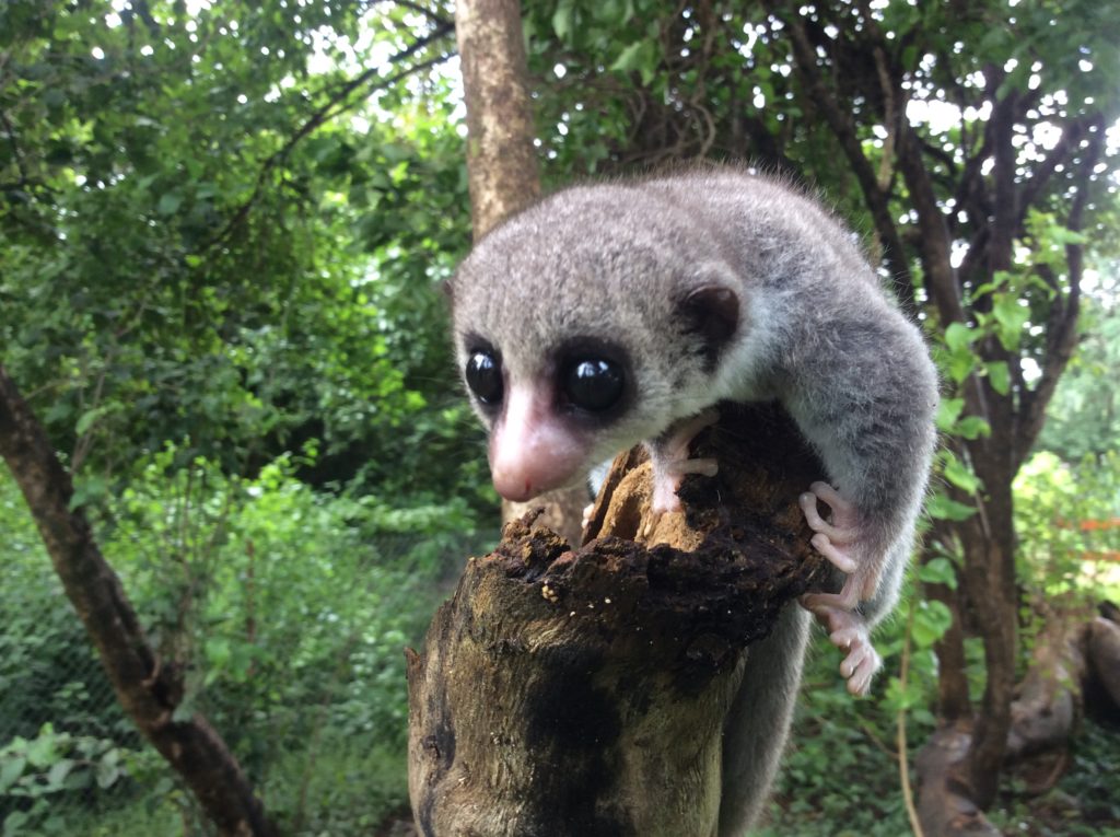 Sheth’s Lemur is named after Brian Sheth, GWC’s board chair. (Photo by Richard Randriamampionona)