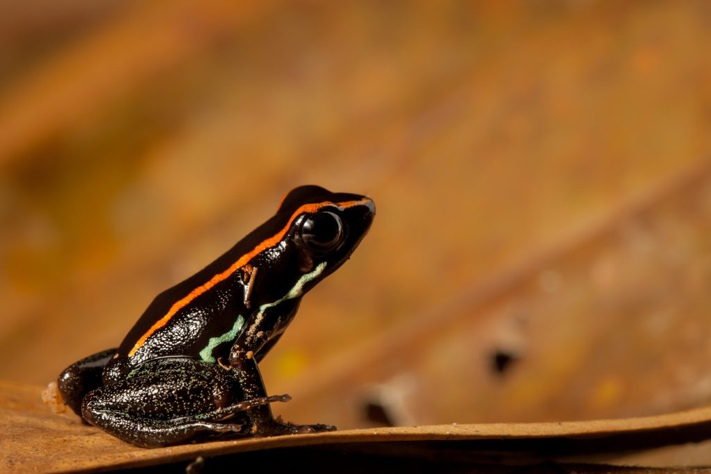 Golfo dulce poison dart frog, Phyllobates vittatus, on the Osa Peninsula of Costa Rica. (Photo by Robin Moore)
